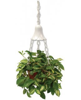 Encore LEDHL-60-LED Hanging Light 